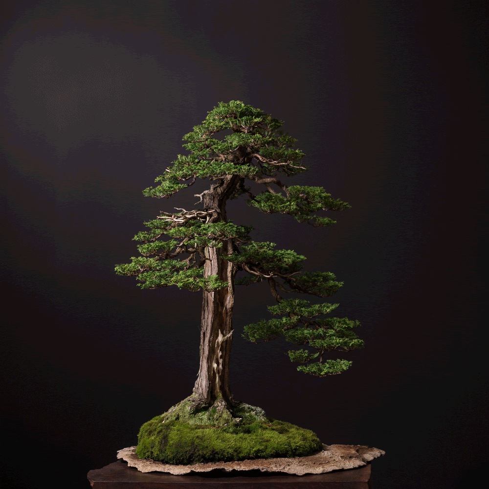 Bonsai