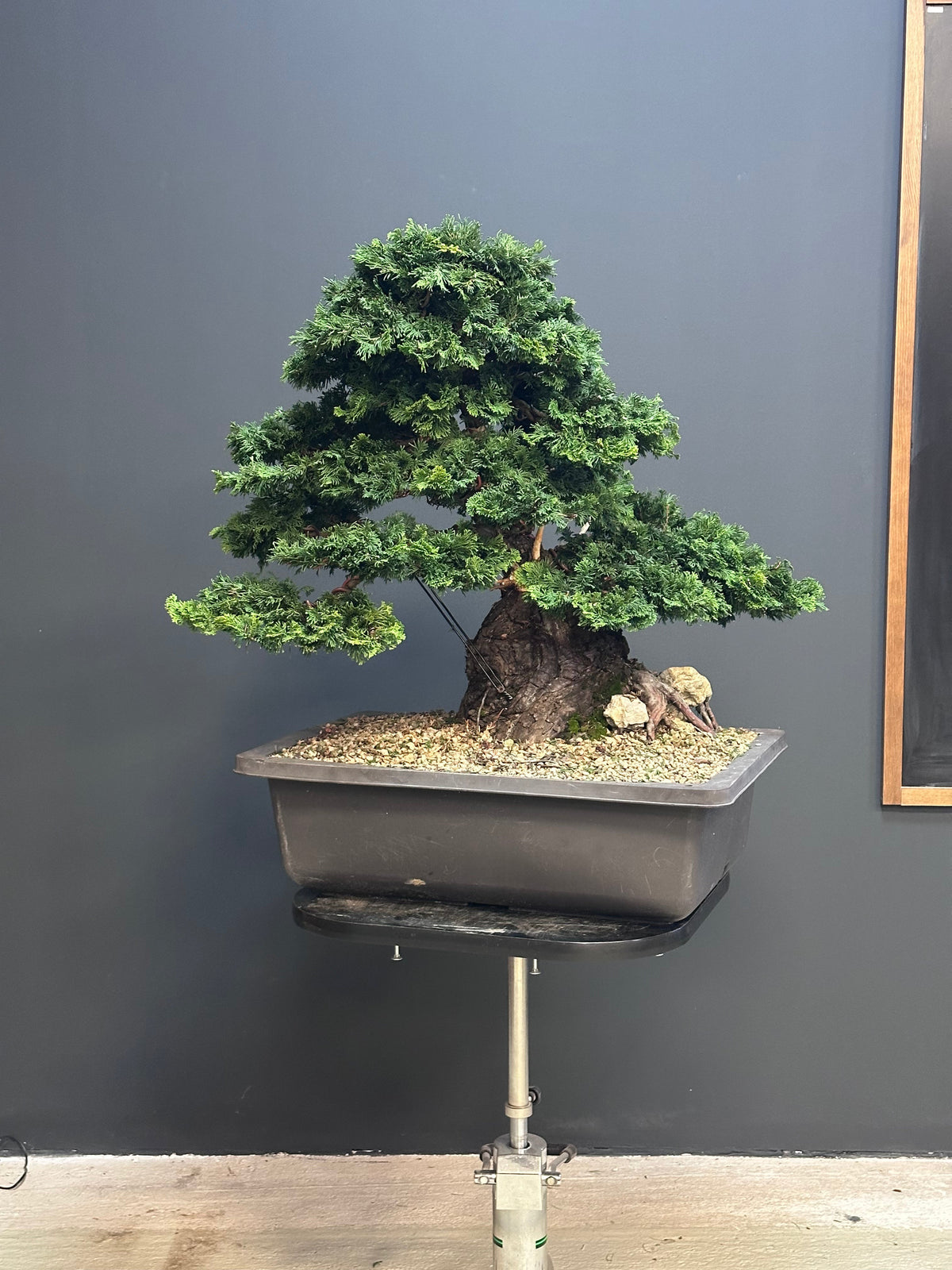 Chamaecyparis obtusa bonsai: guida completa al cipresso Hinoki
