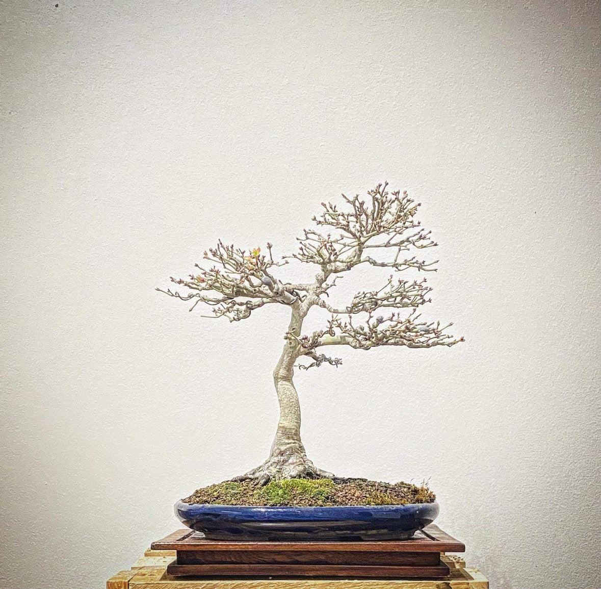 Acer palmatum bonsai R&L Creative Bonsai