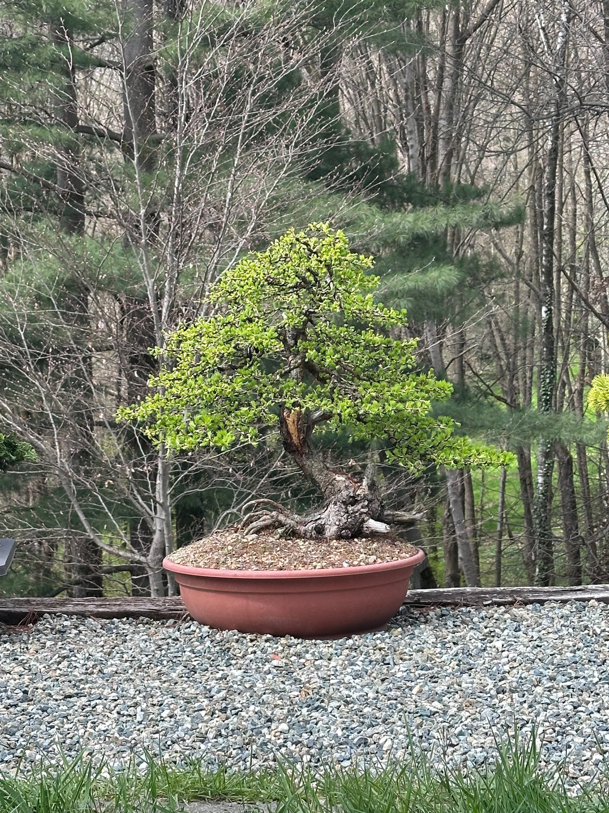 Larice europeo bonsai: guida completa al Larix decidua