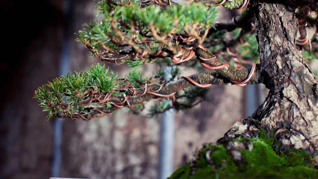 Come avere un bonsai sano e forte nel tempo