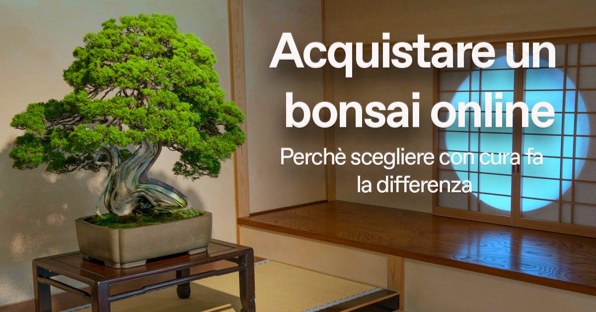 Acquistare un bonsai online: come valutare l’albero reale prima di comprarlo