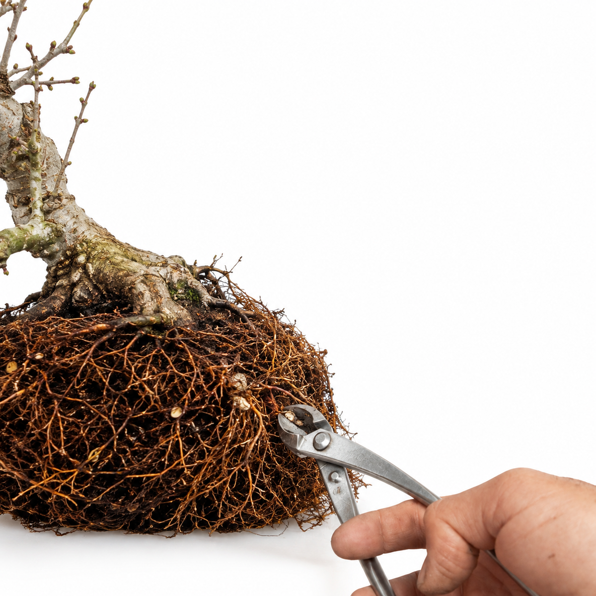 Radici e substrato durante il rinvaso di un bonsai