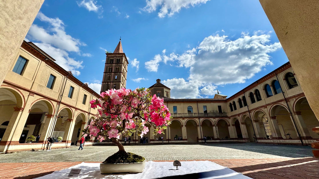 Bonsai al Chiostro 2025, due giorni indimenticabili nel cuore di Biella