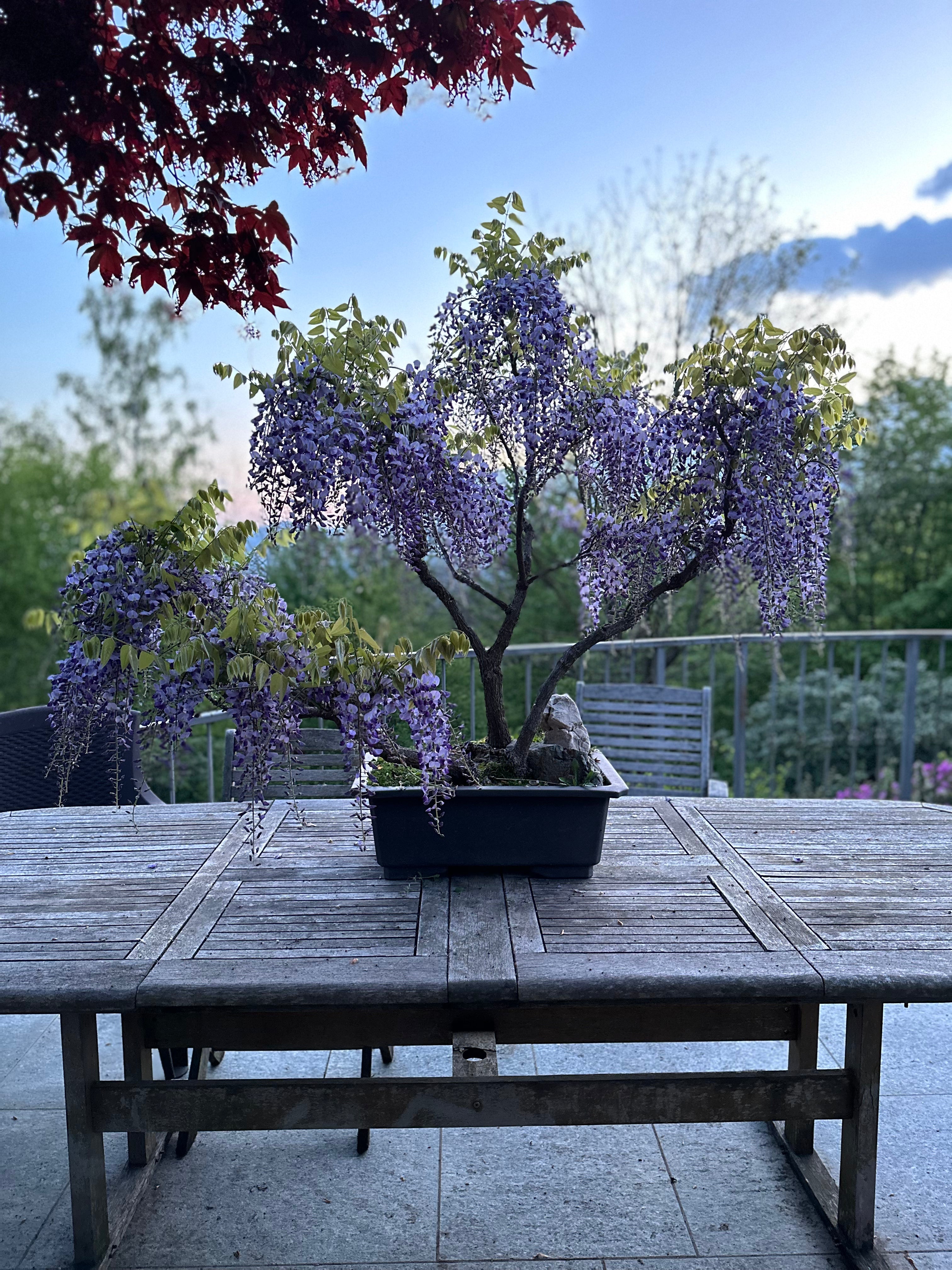 Bonsai da fiore
