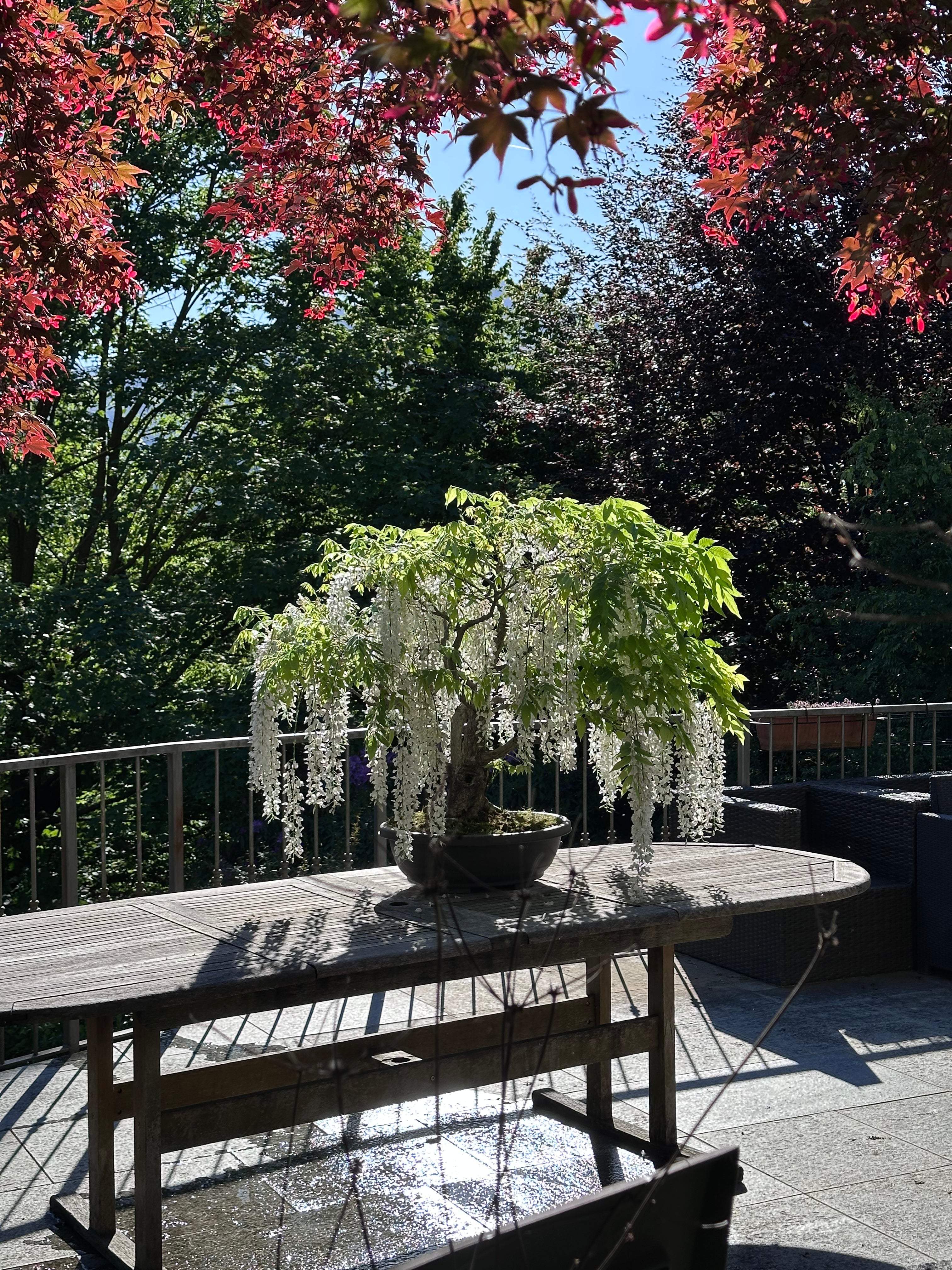 Bonsai da fiore