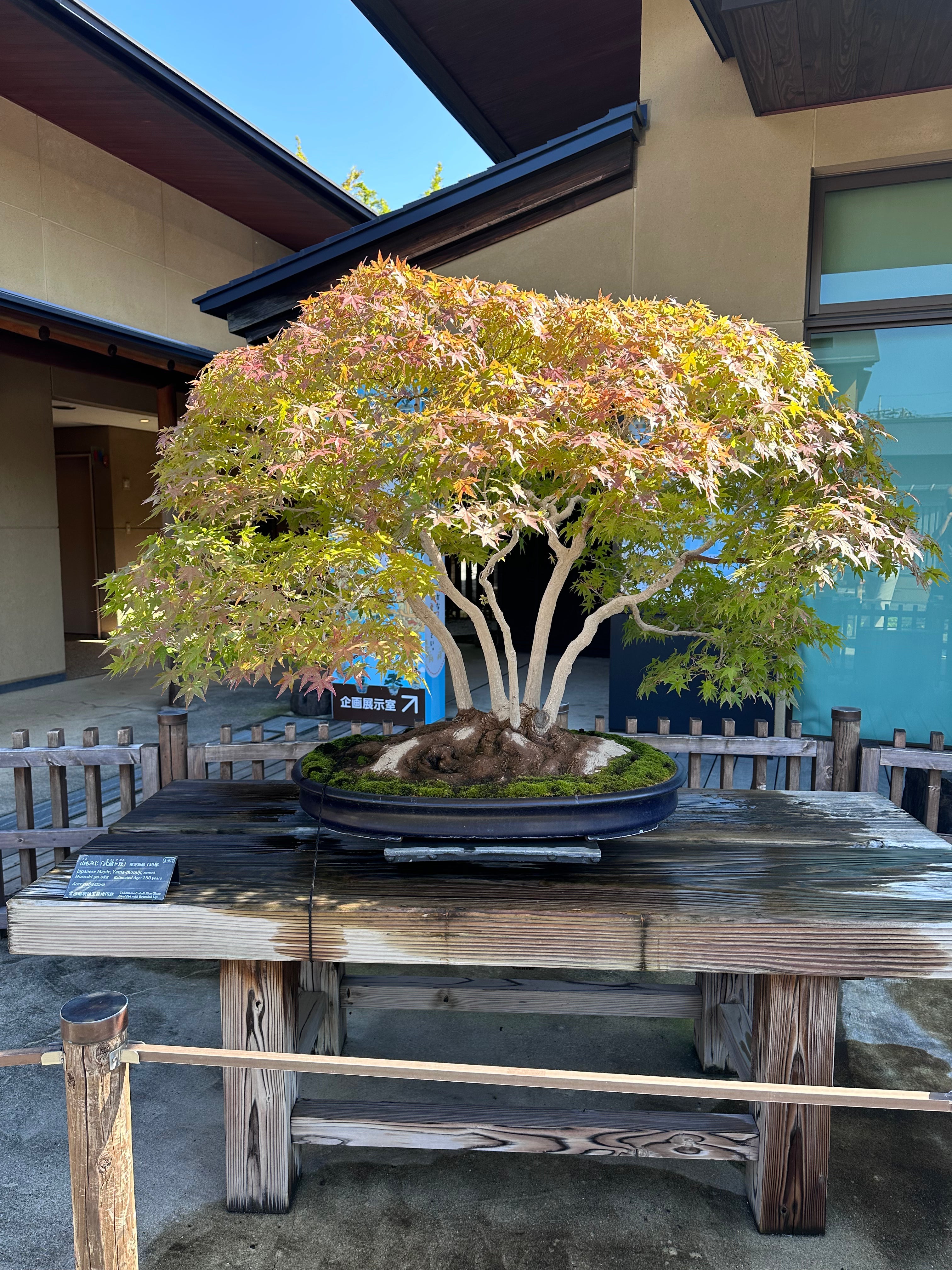 Bonsai latifoglie