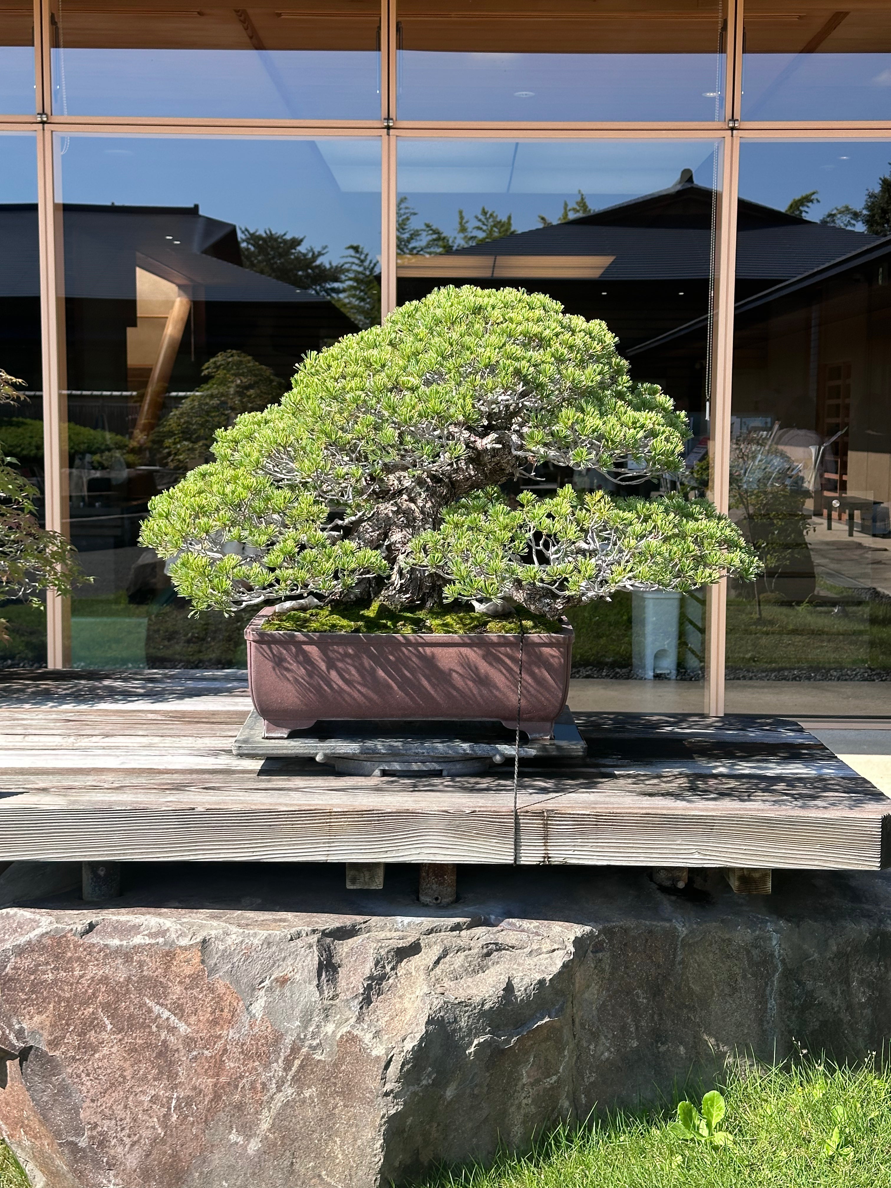 Bonsai conifere