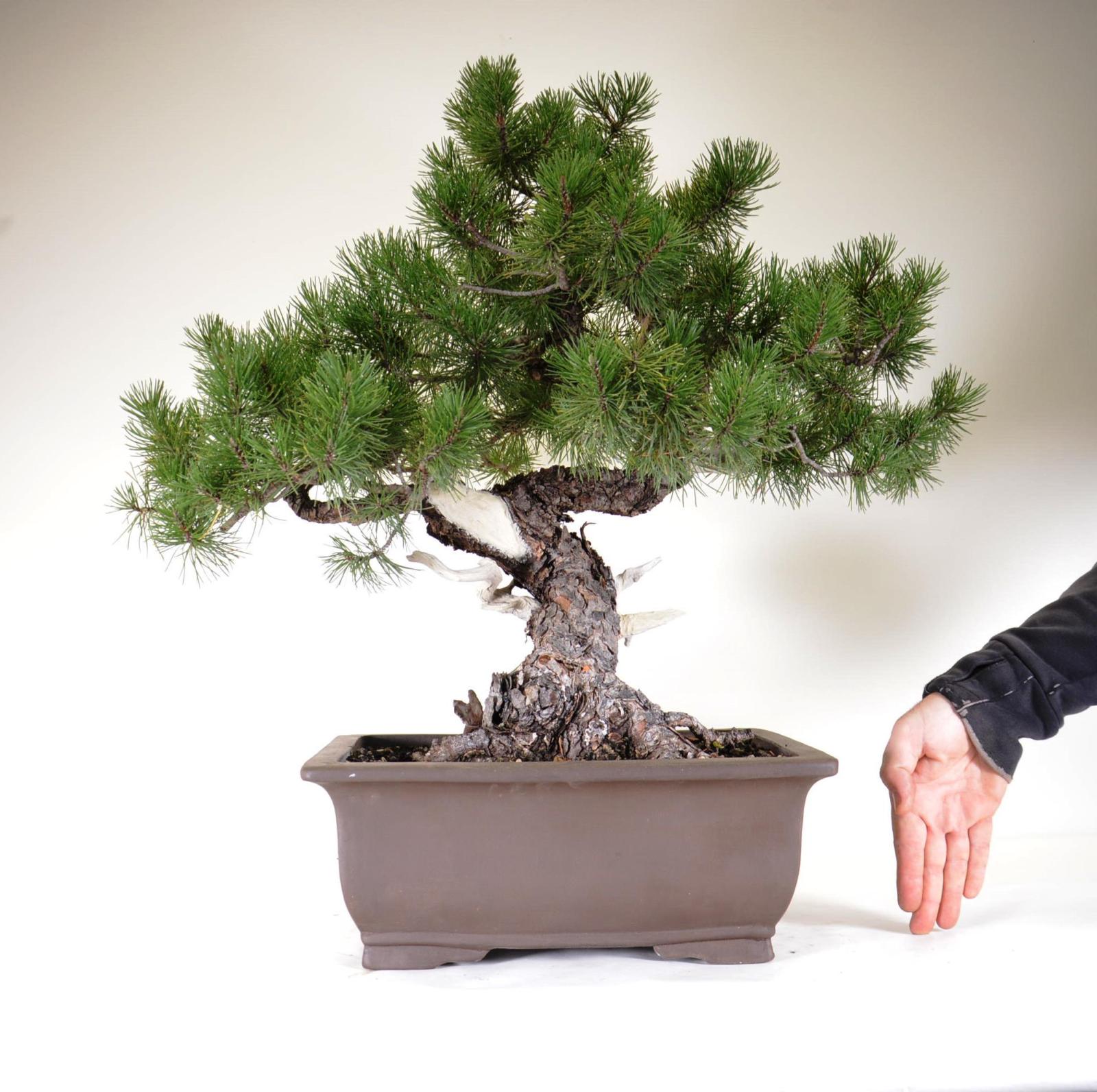 Prebonsai