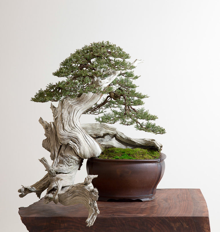 Yamadori