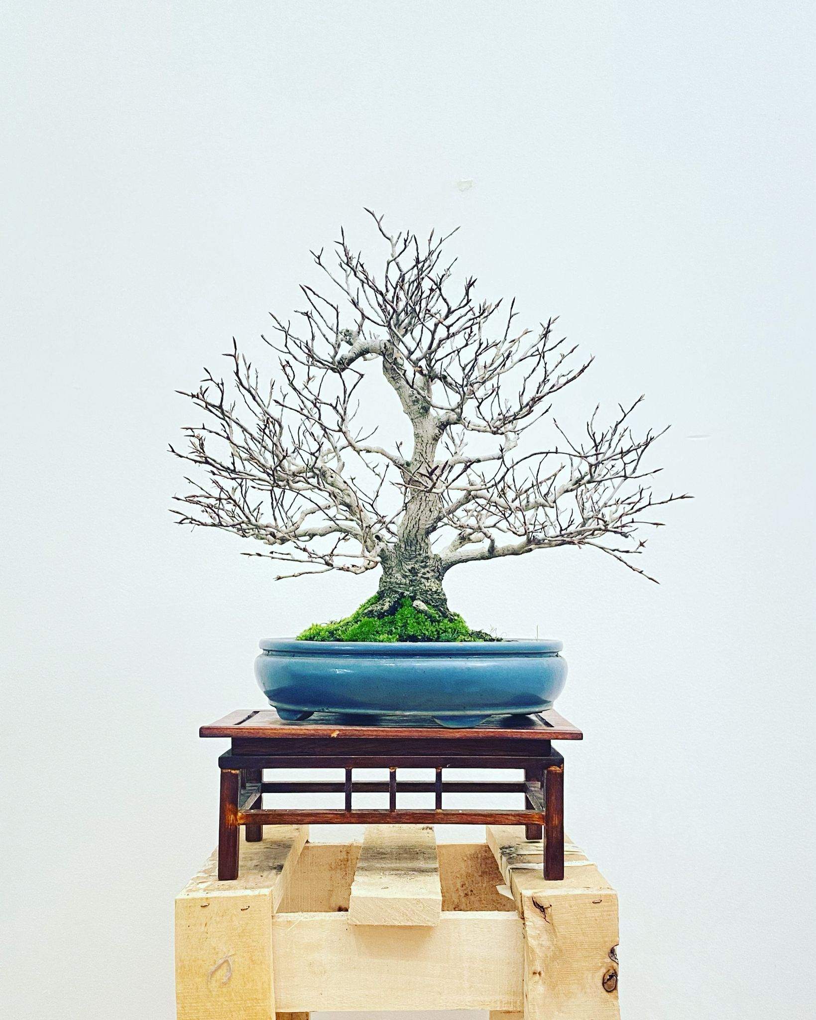 Acer Palmatum Seigen