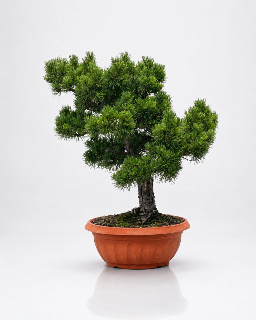 Pino Mugo Bonsai