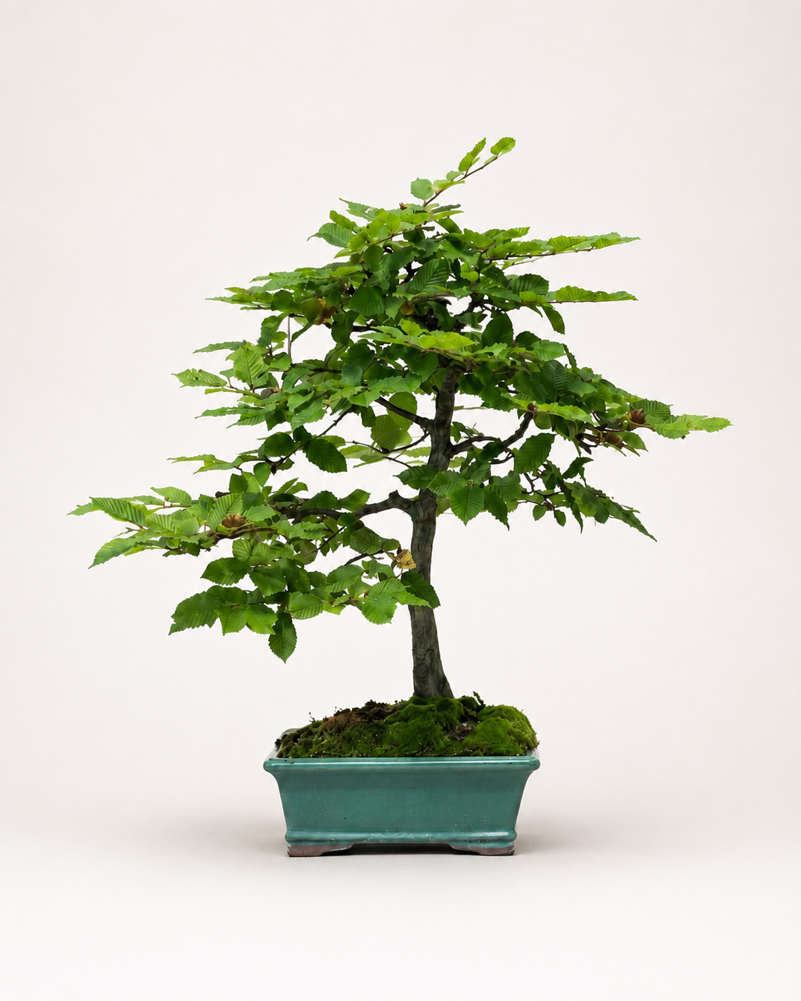 Carpinus Betulus