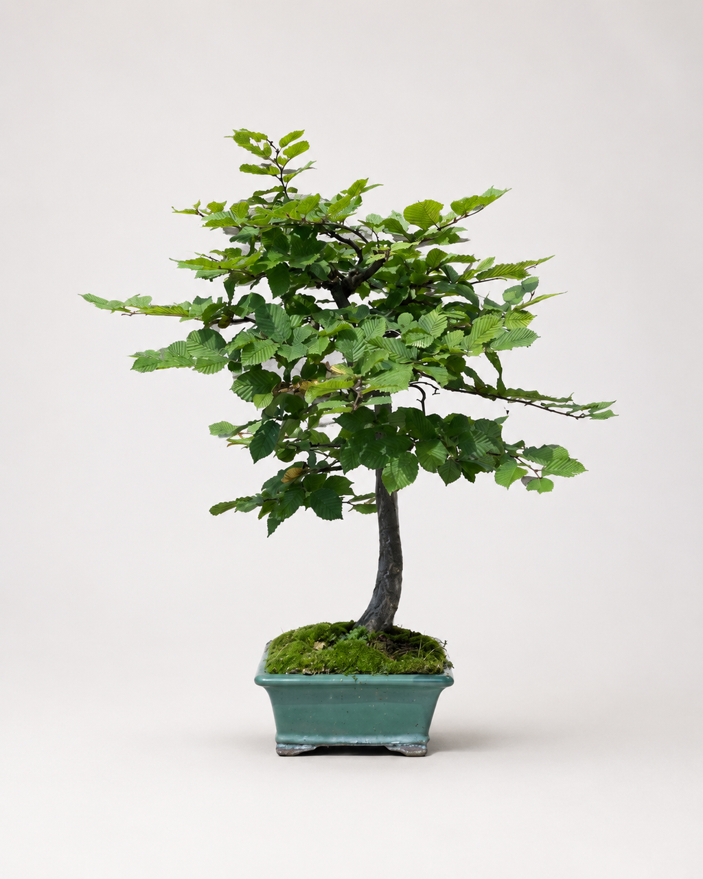 Carpinus Betulus
