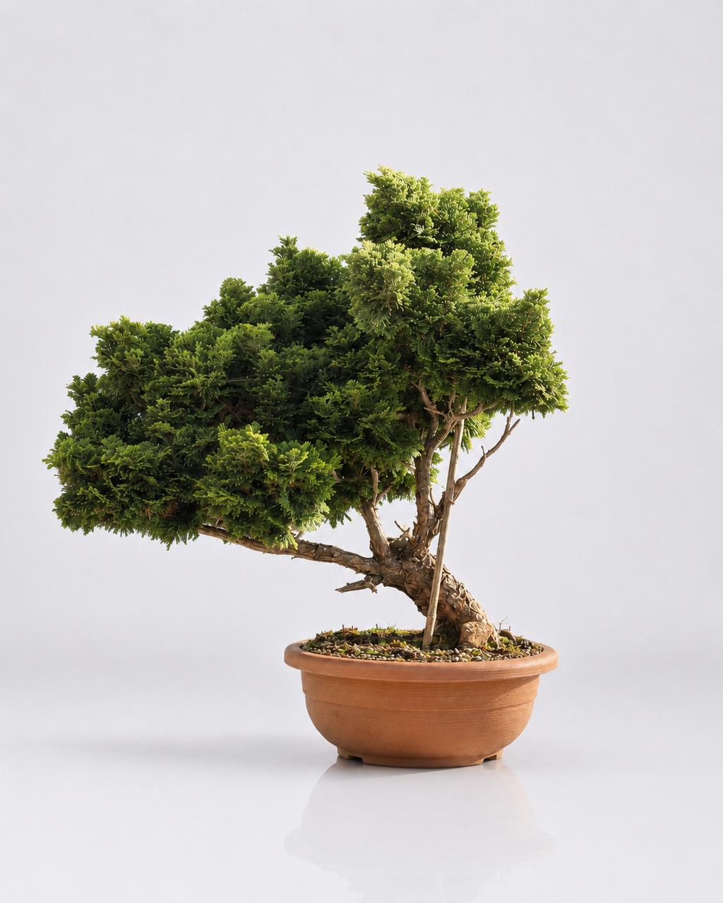 Chamaecyparis Obtusa Bonsai