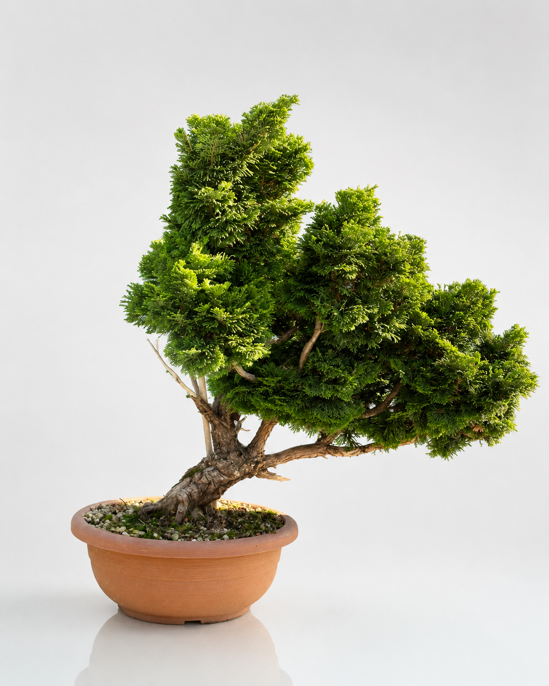 Chamaecyparis Obtusa Bonsai