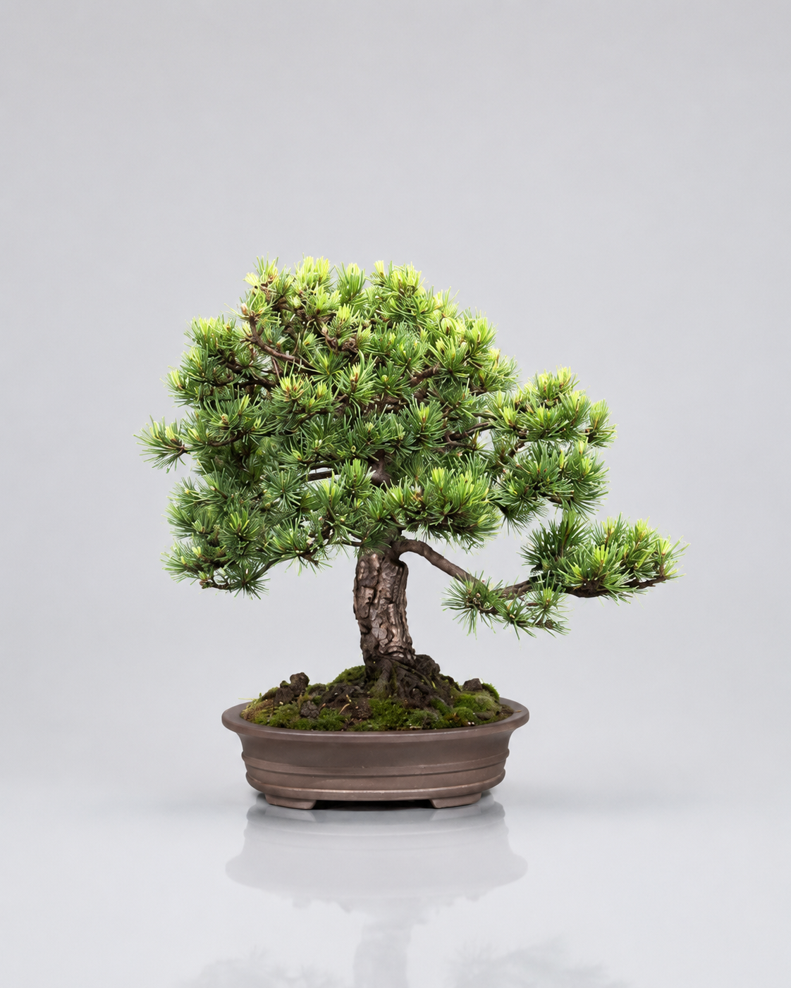 Pino Mugo Bonsai