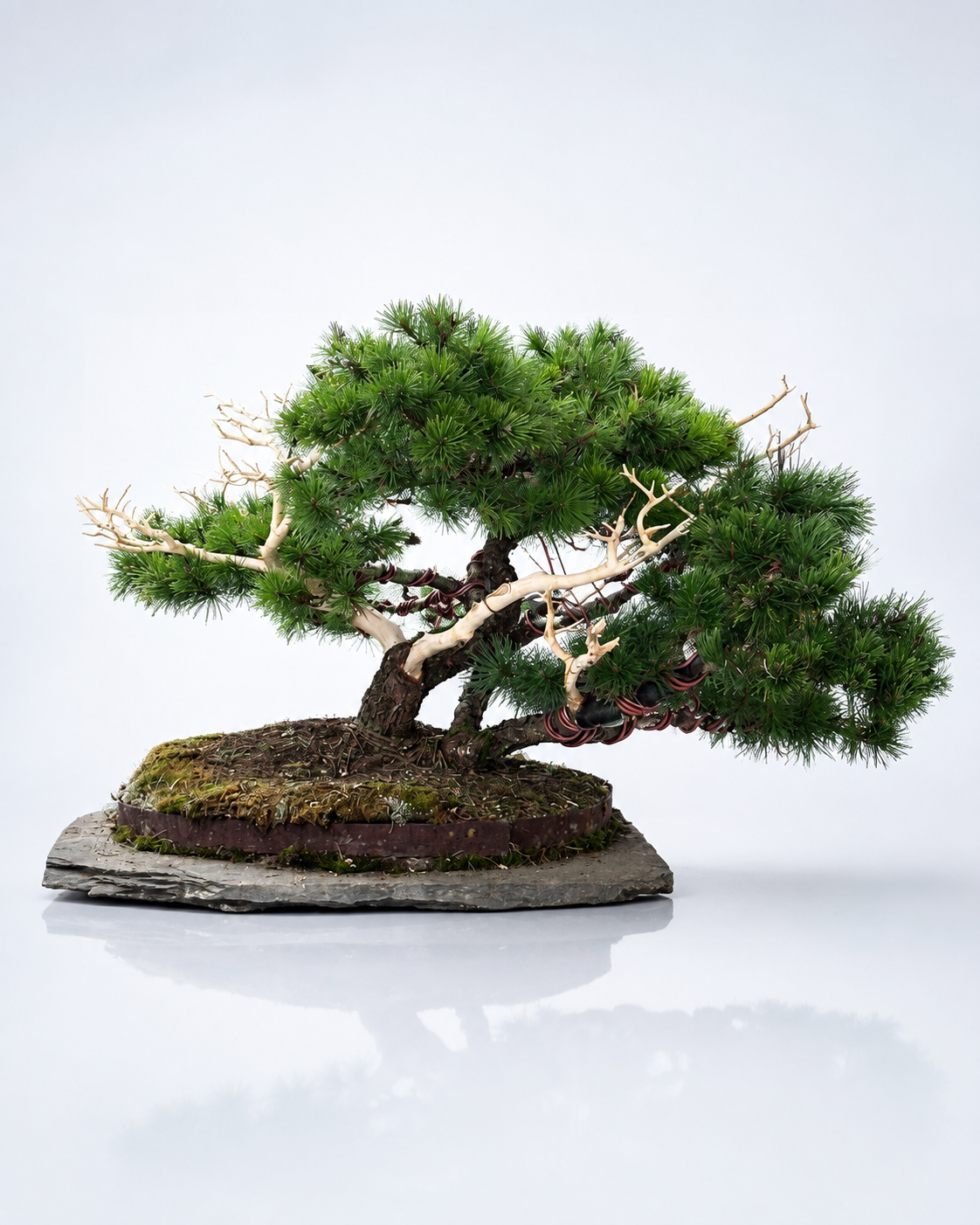 Pino Mugo Bonsai su lastra