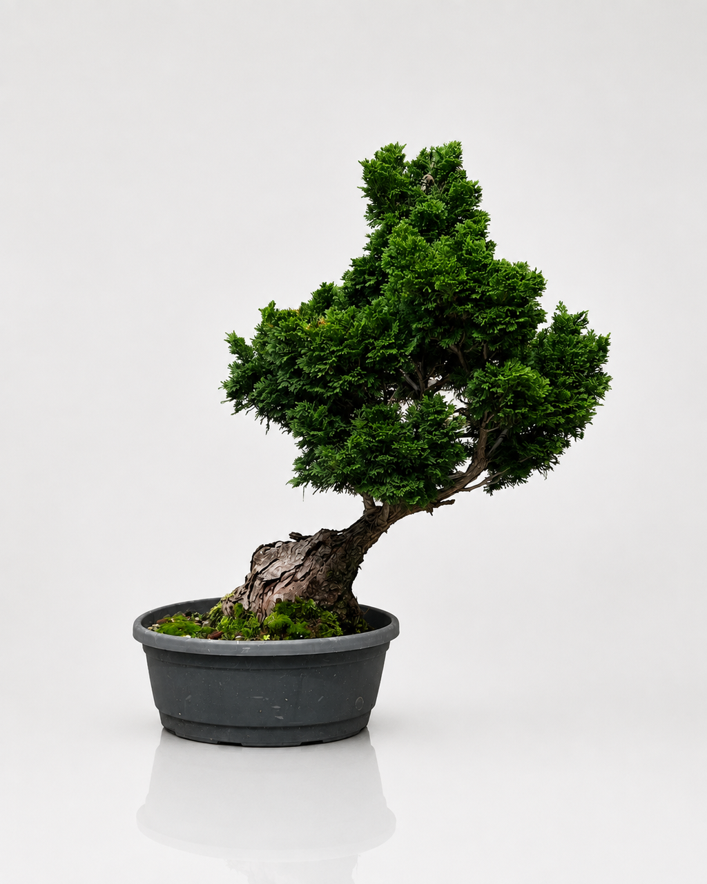 Chamaecyparis Obtusa Bonsai
