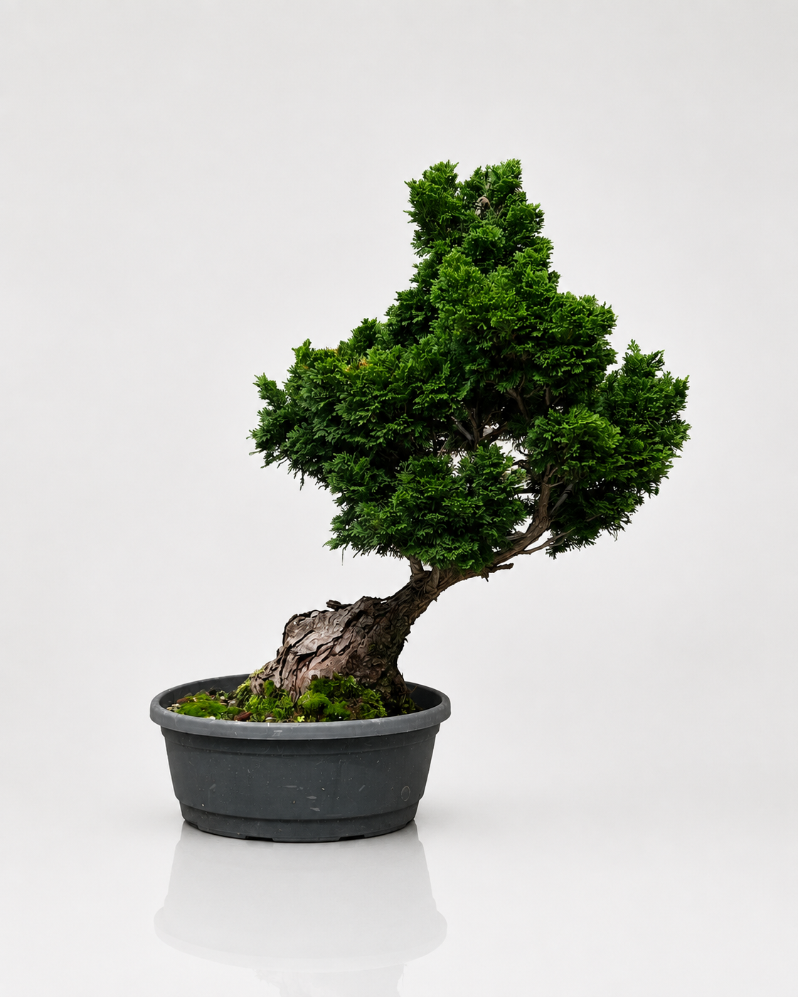 Chamaecyparis Obtusa Bonsai