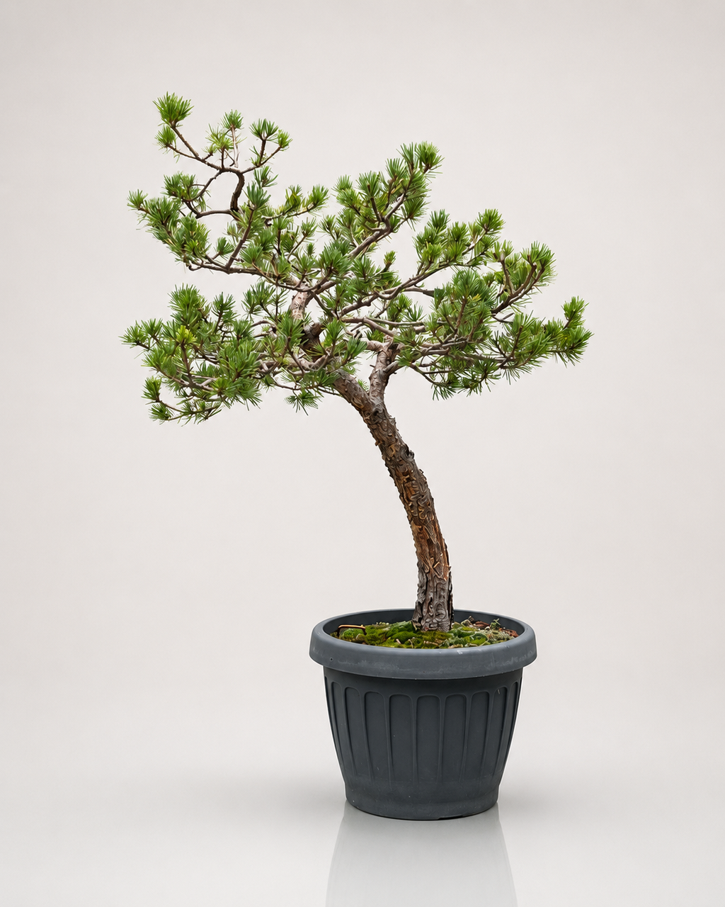 Pinus Sylvestris Watereri