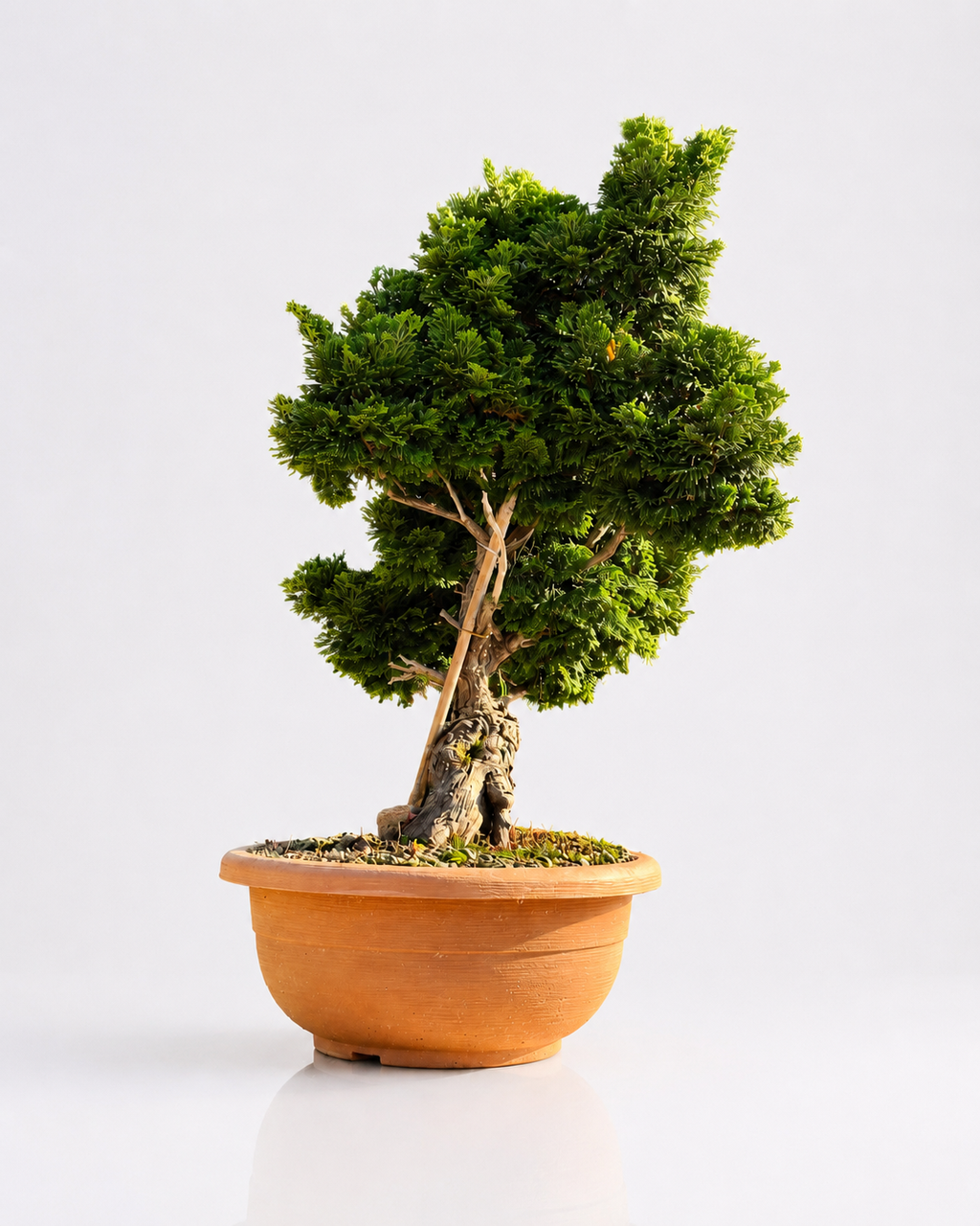 Chamaecyparis Obtusa Bonsai