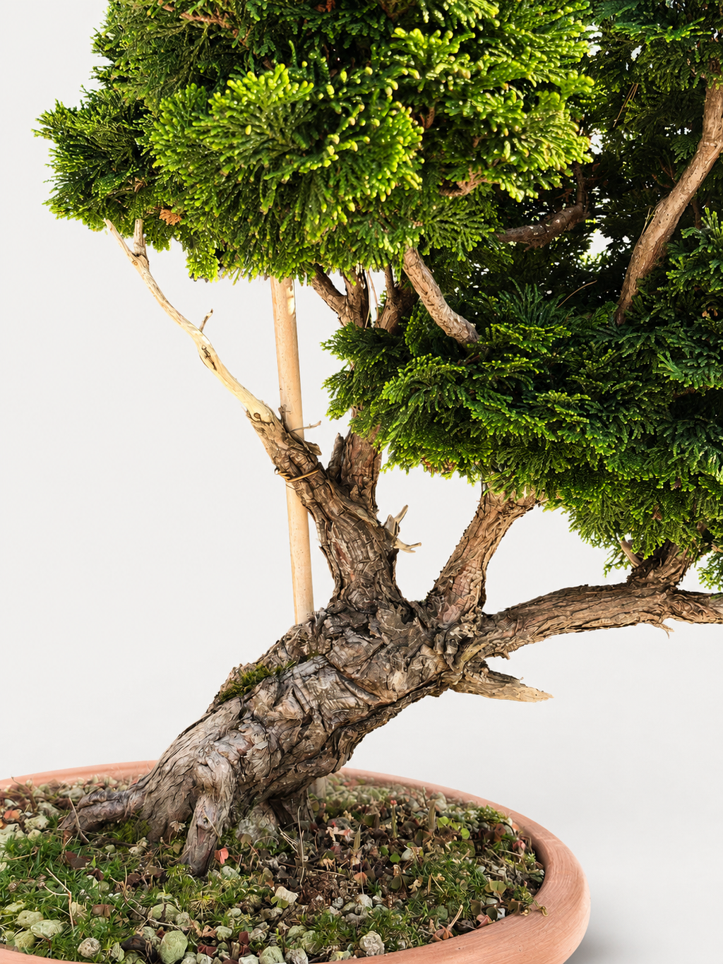 Chamaecyparis Obtusa Bonsai
