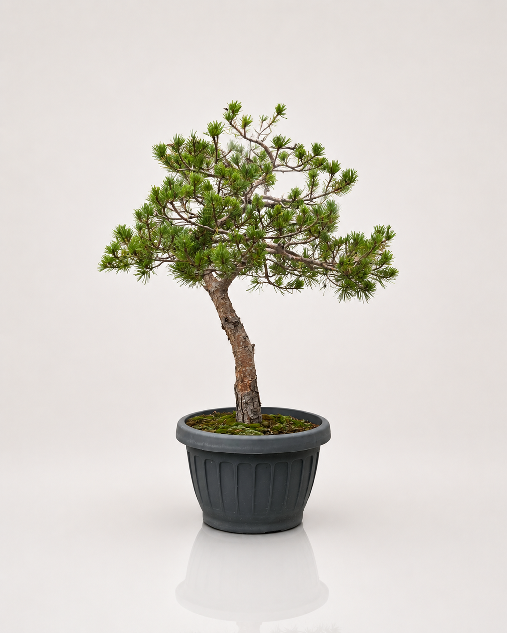 Pinus Sylvestris Watereri
