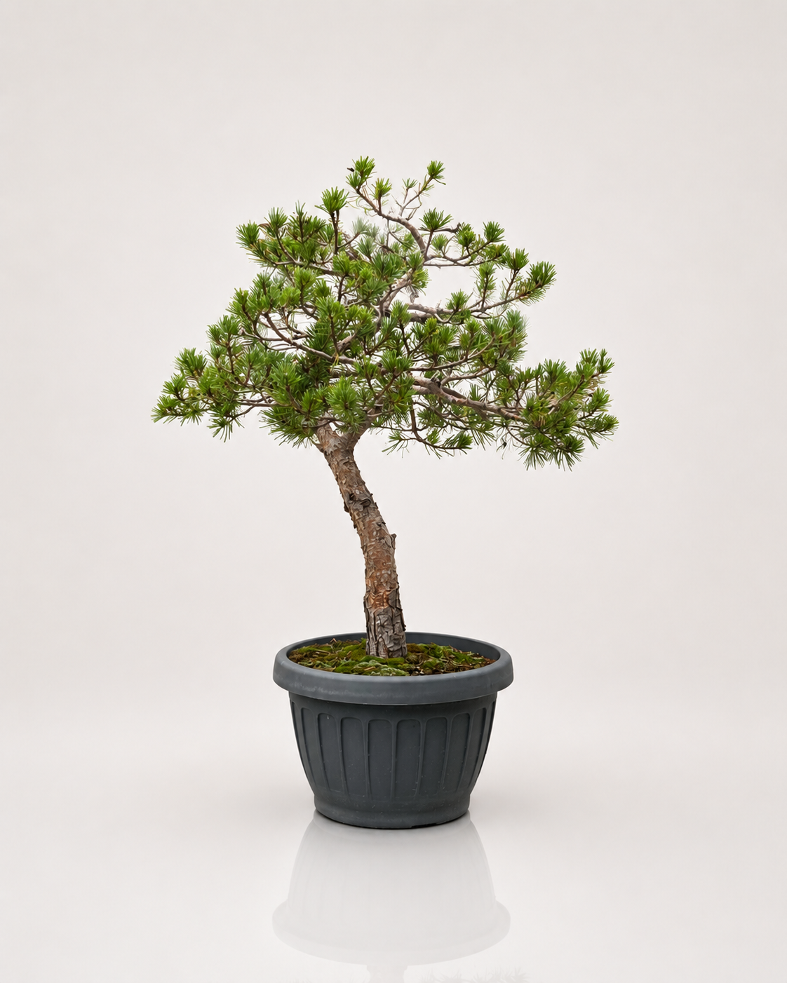 Pinus Sylvestris Watereri