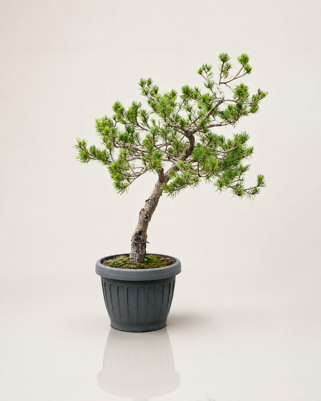 Pinus Sylvestris Watereri