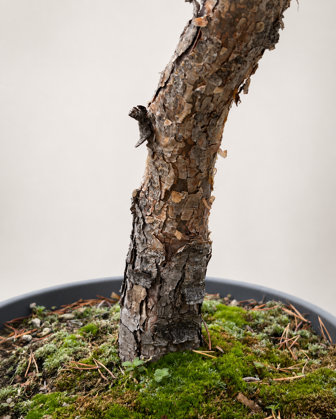 Pinus Sylvestris Watereri