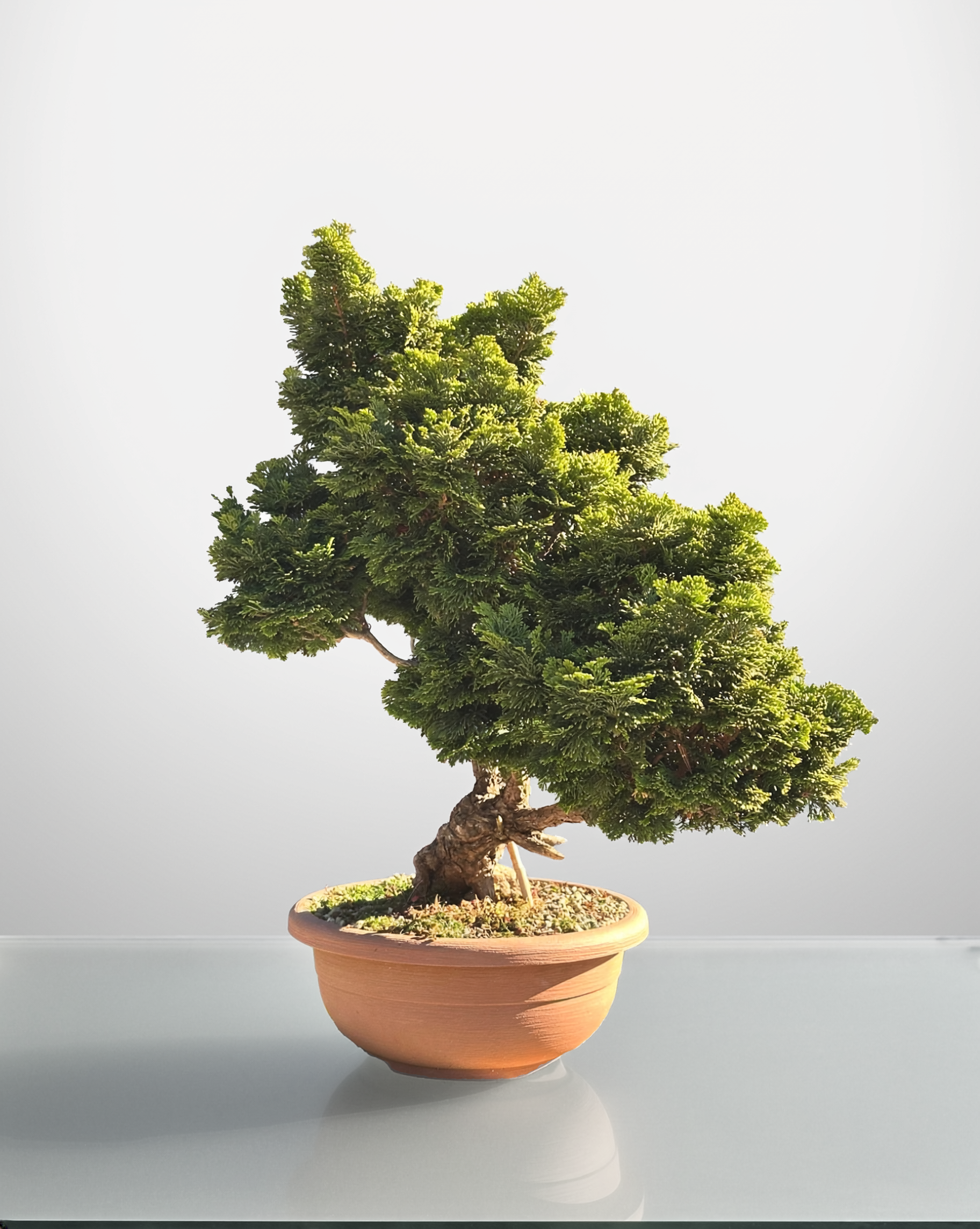Chamaecyparis Obtusa Bonsai