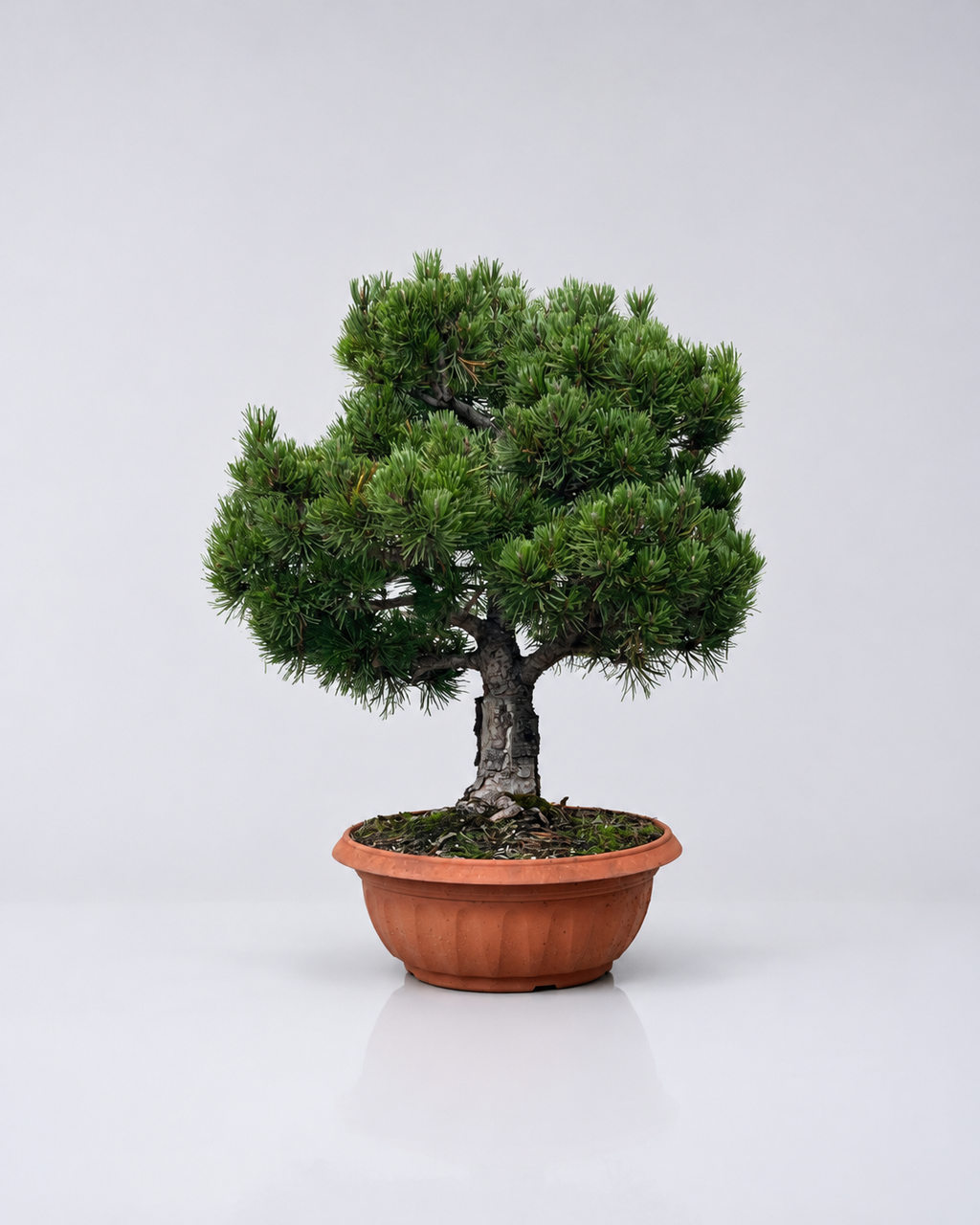 Pino Mugo Bonsai