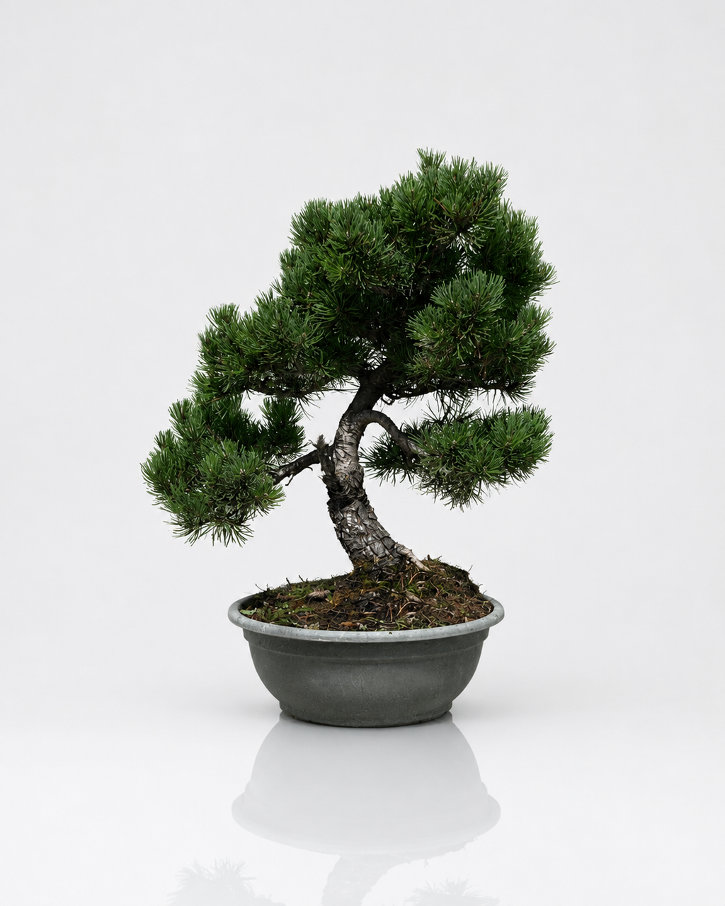 Pino Mugo Bonsai