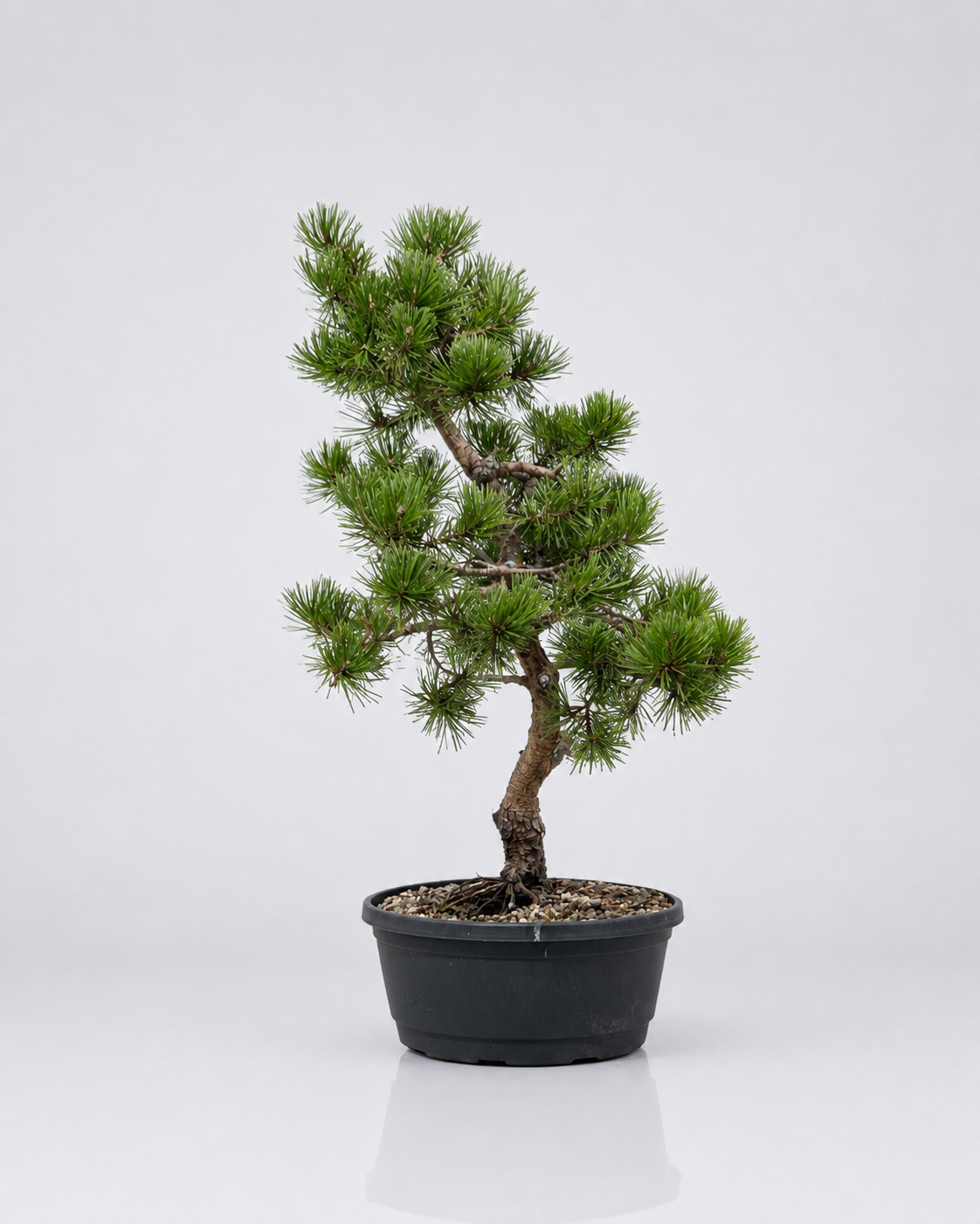Pino Mugo Prebonsai