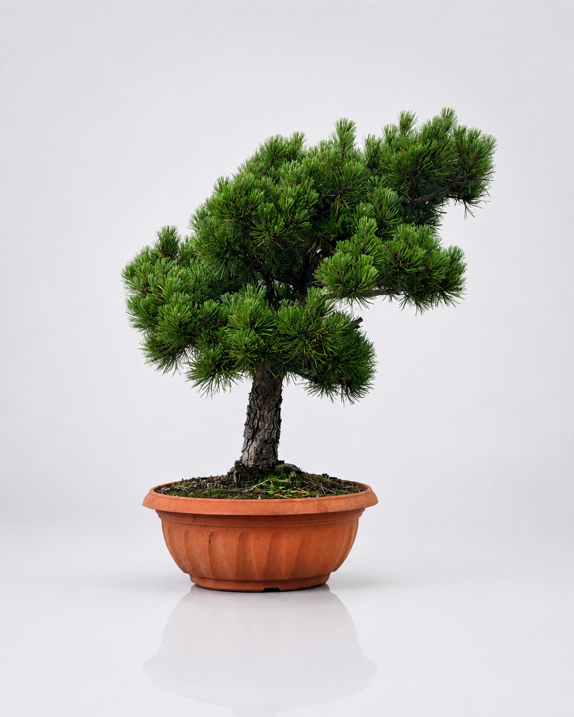 Pino Mugo Bonsai