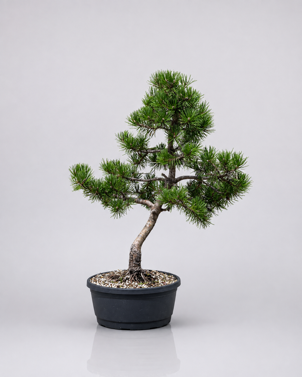 Pino Mugo Prebonsai