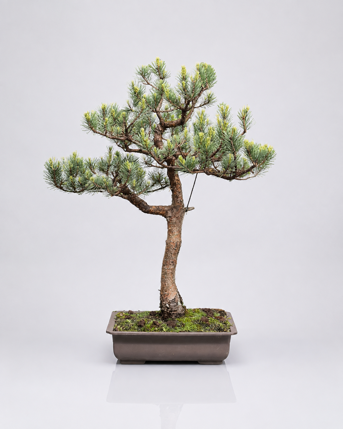 Pinus Sylvestris Watereri