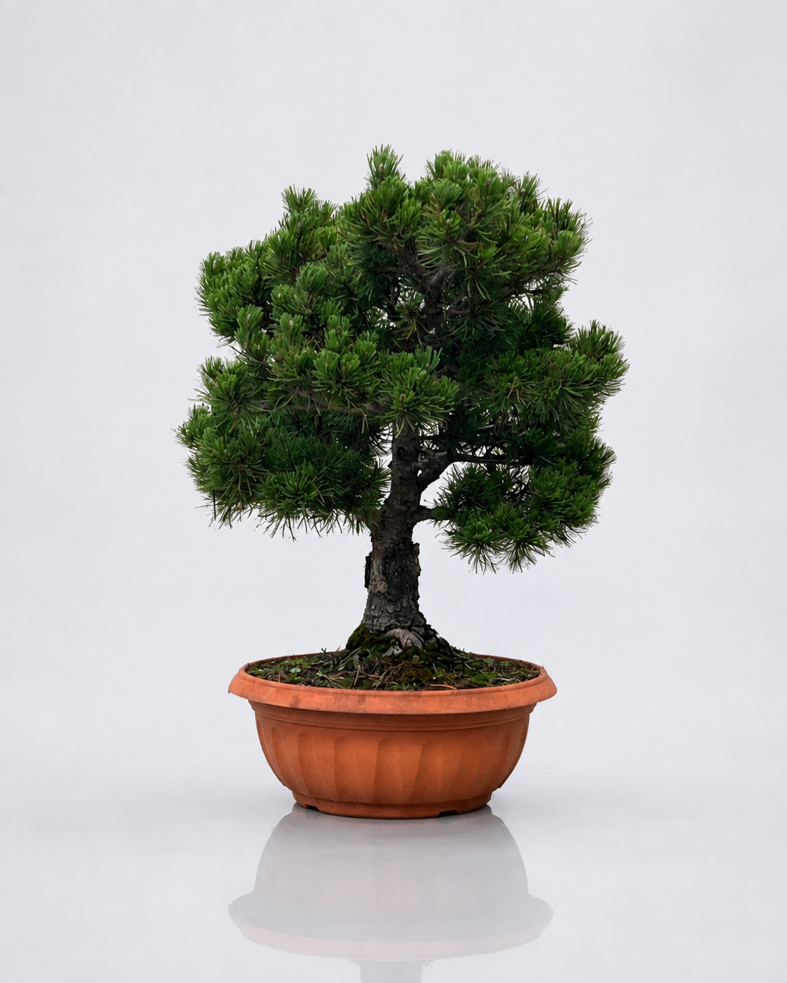 Pino Mugo Bonsai