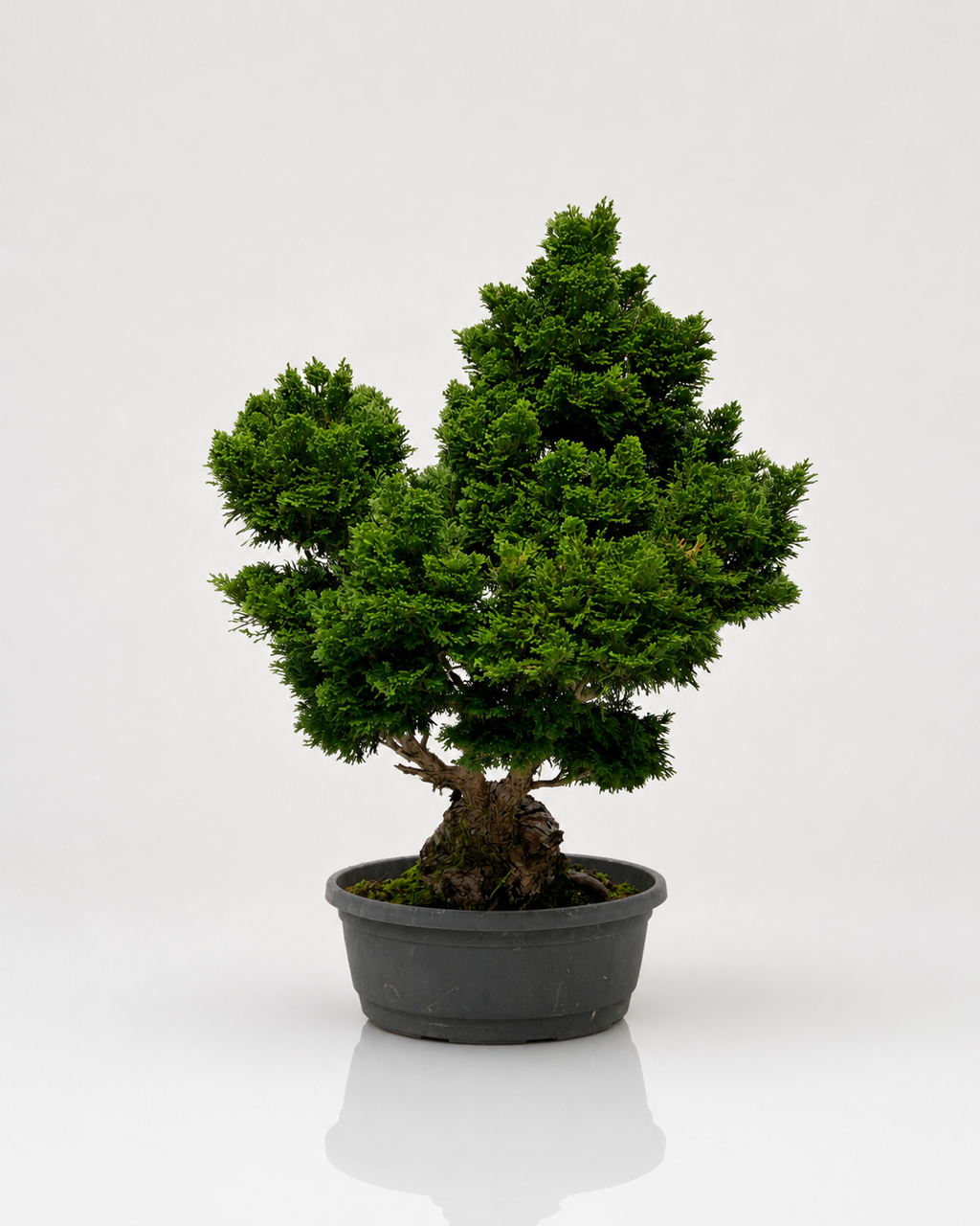 Chamaecyparis Obtusa Bonsai