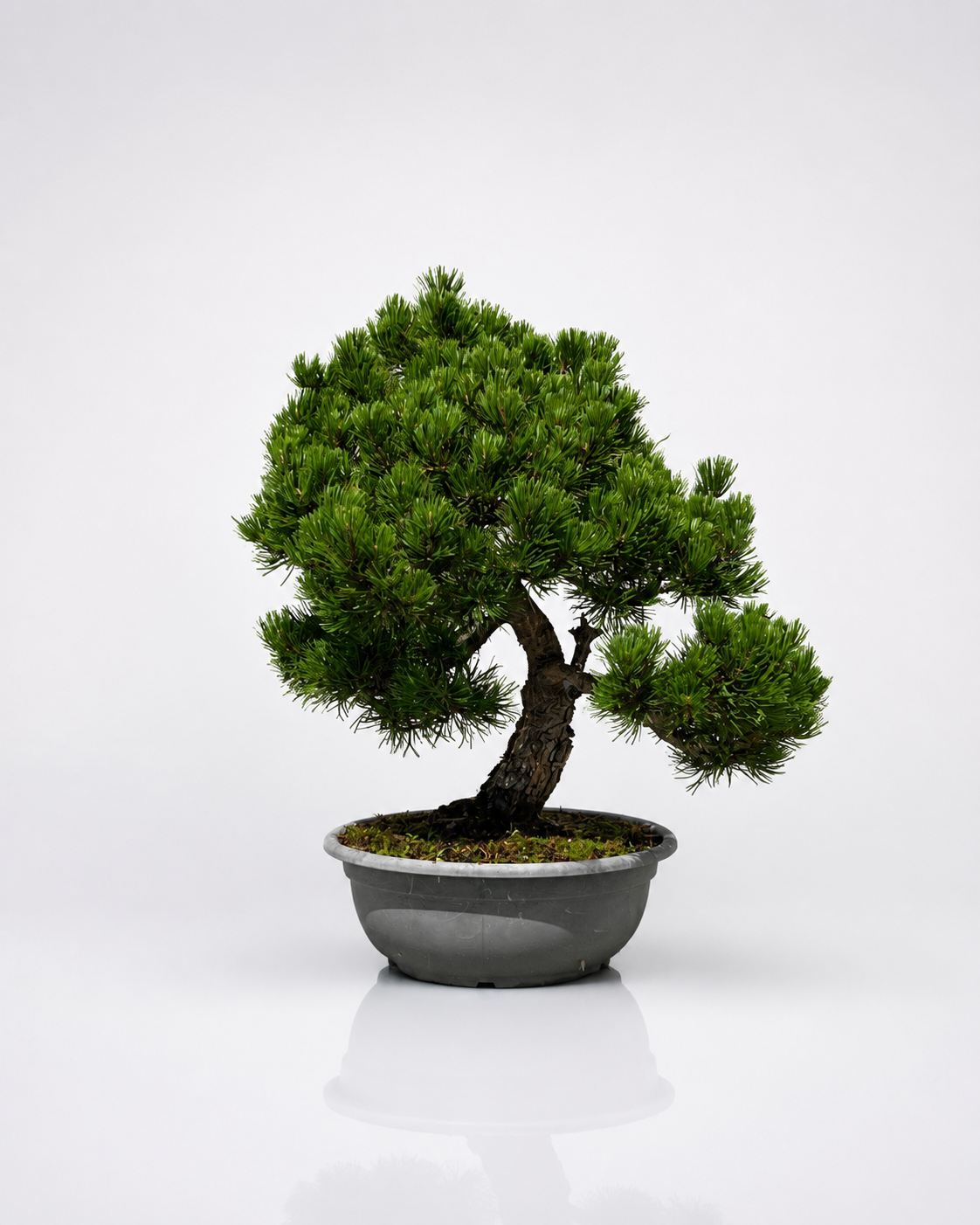 Pino Mugo Bonsai