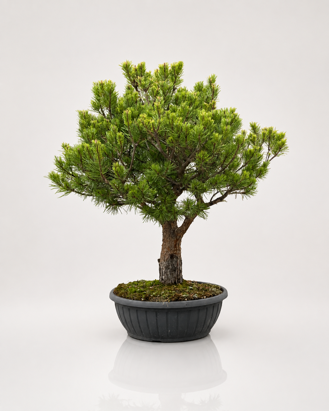 Pinus Sylvestris Watereri