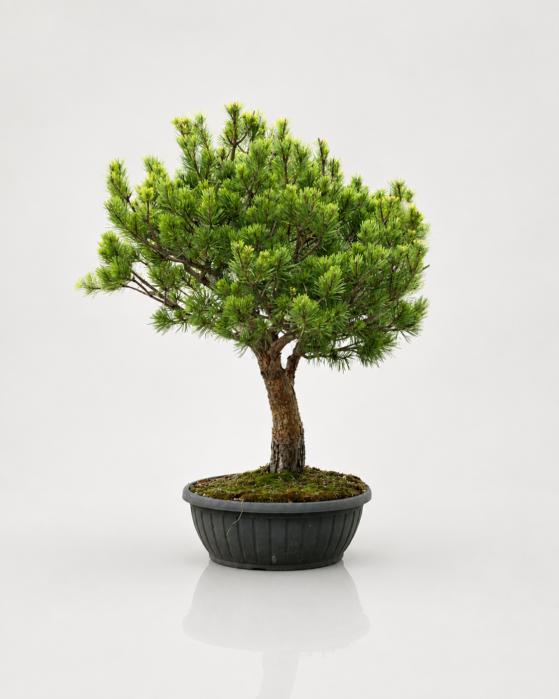 Pinus Sylvestris Watereri