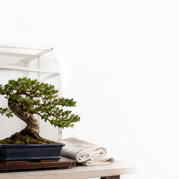 Ricovero bonsai