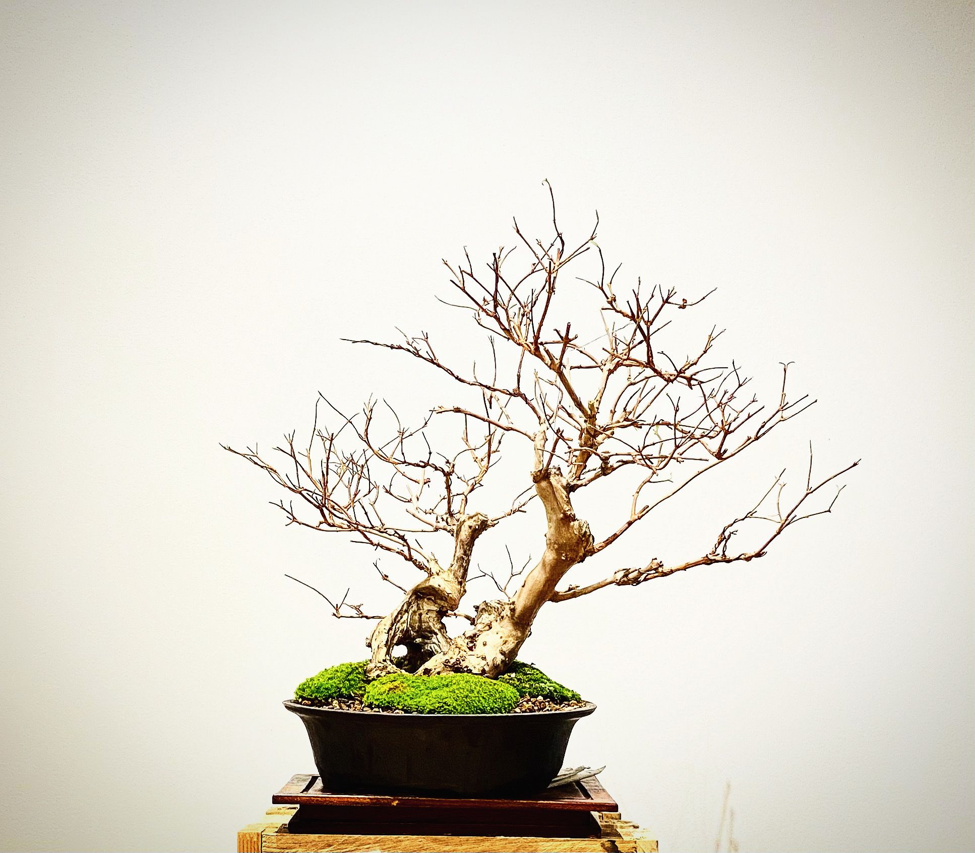 Lagerstroemia indica