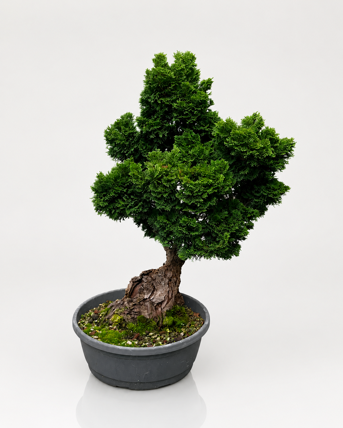 Chamaecyparis Obtusa Bonsai