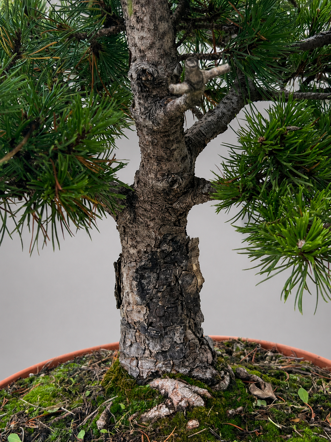 Pino Mugo Bonsai