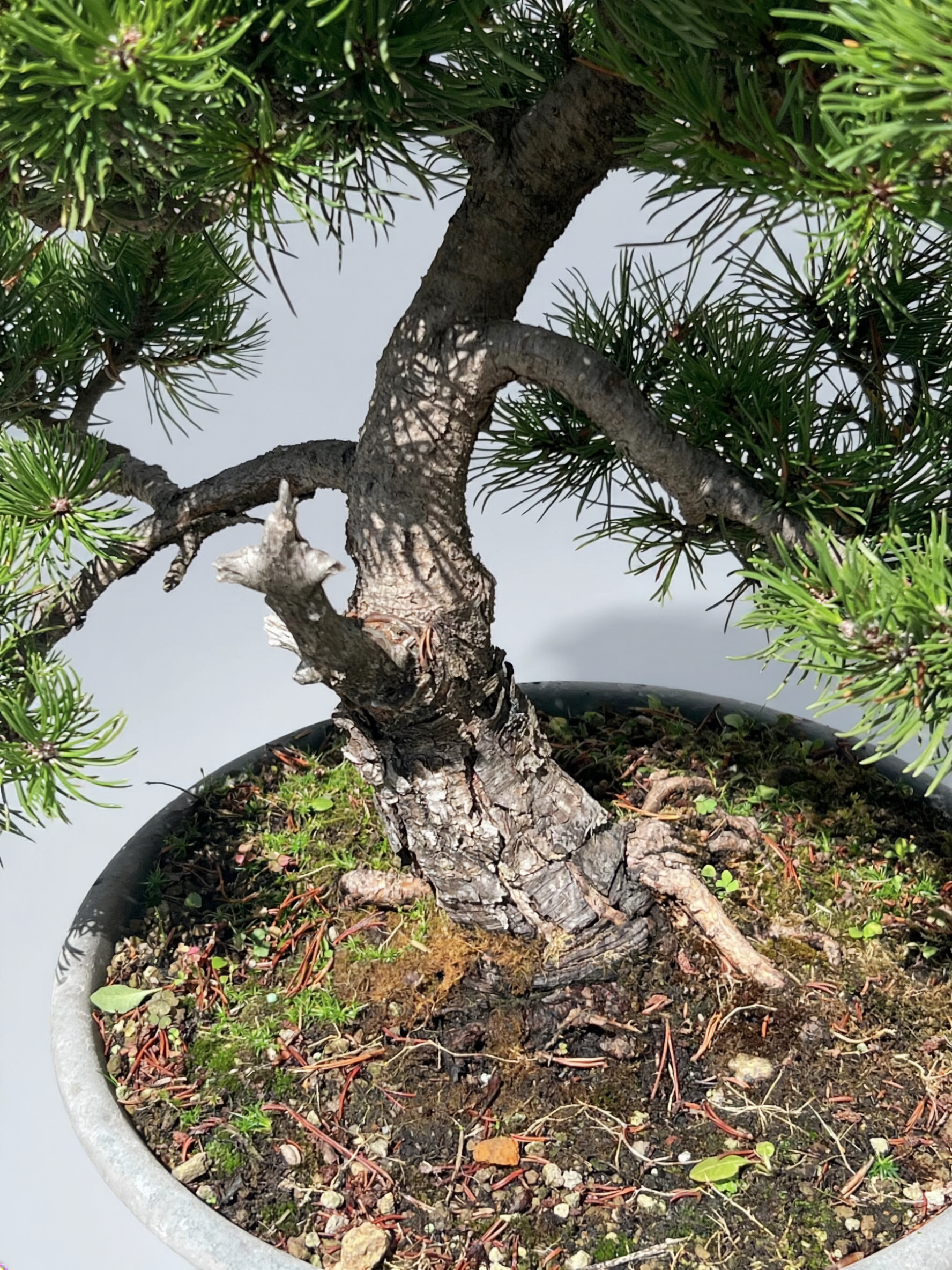 Pino Mugo Bonsai