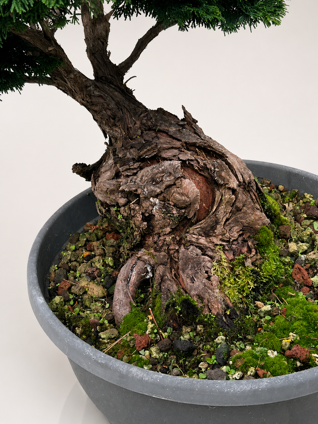 Chamaecyparis Obtusa Bonsai