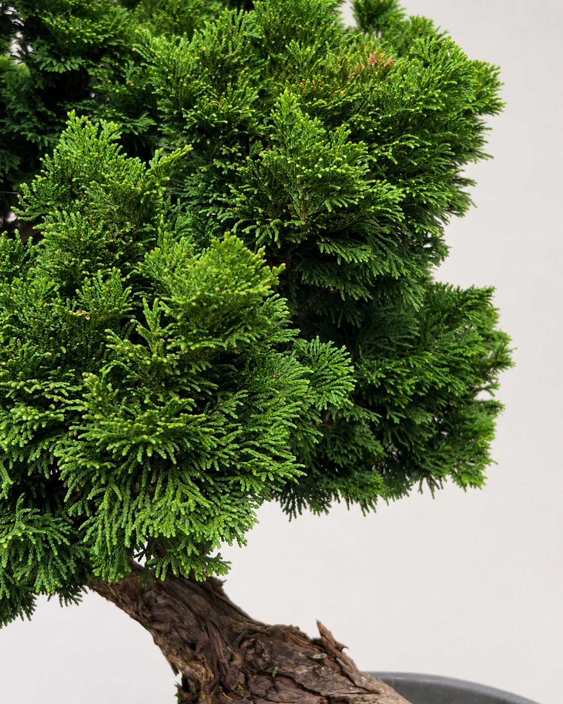 Chamaecyparis Obtusa Bonsai